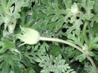 写真「フランネルフラワーの蕾」