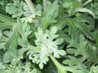 写真「フランネルフラワーの葉」