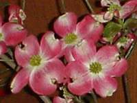 ハナミズキ〔花水木〕の花」（写真）