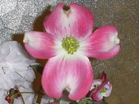 ハナミズキ〔花水木〕の花」（写真）