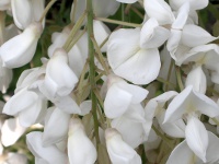フジ〔藤〕の花（写真）、白花