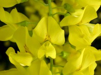 フジ〔藤〕の花（写真）、黄花