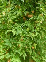 フウセンカズラ〔風船葛〕（写真）