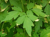 フウセンカズラ〔風船葛〕の葉（写真）