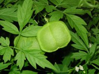 フウセンカズラ〔風船葛〕の実（写真）