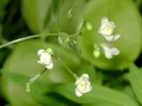 フウセンカズラ〔風船葛〕の花（写真）