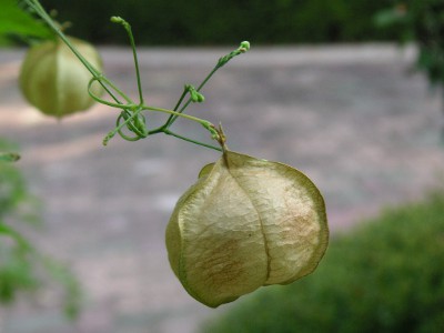 フウセンカズラ〔風船葛〕の実（写真）