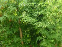 フウセンカズラ〔風船葛〕（写真）