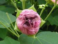 フヨウ〔芙蓉〕の花（写真）