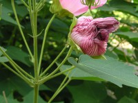 フヨウ〔芙蓉〕の花（写真）