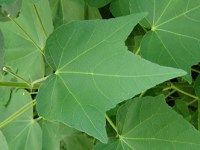 フヨウ〔芙蓉〕の花（写真）