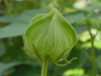 フヨウ〔芙蓉〕の花（写真）
