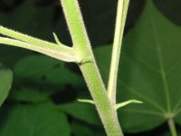 フヨウ〔芙蓉〕の花（写真）