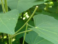 フヨウ〔芙蓉〕の花（写真）