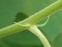 フヨウ〔芙蓉〕の花（写真）