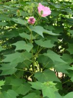 フヨウ〔芙蓉〕の花（写真）