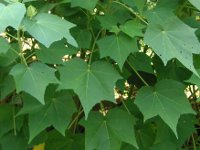 フヨウ〔芙蓉〕の花（写真）