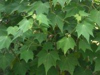 フヨウ〔芙蓉〕の花（写真）