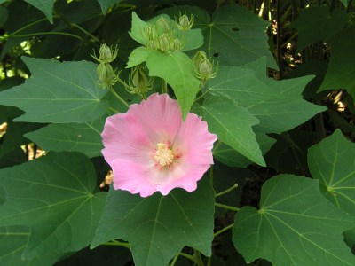 フヨウ〔芙蓉〕の花（写真）