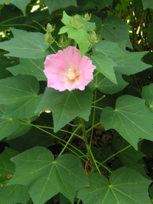フヨウ〔芙蓉〕の花（写真）