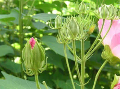 フヨウ〔芙蓉〕の花（写真）
