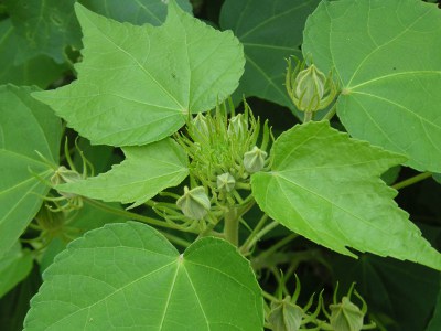 フヨウ〔芙蓉〕の花（写真）