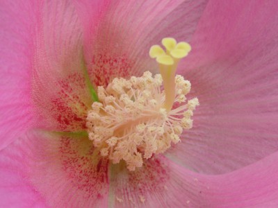 フヨウ〔芙蓉〕の花（写真）