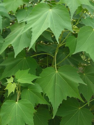 フヨウ〔芙蓉〕の花（写真）