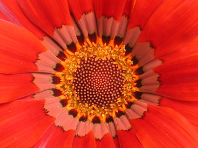 ガザニアの花（写真）