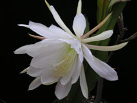 ゲッカビジン〔月下美人〕の花（写真）