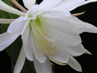 ゲッカビジン〔月下美人〕の花（写真）