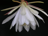 ゲッカビジン〔月下美人〕の花（写真）