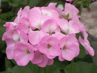 写真「ゼラニウムの花」