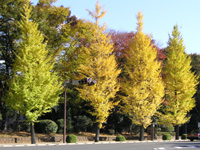 写真「イチョウの木」