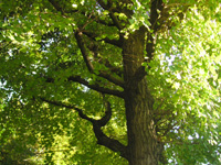 写真「イチョウの木」