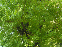 写真「イチョウの木」