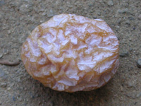 写真「イチョウの木」