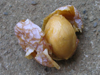 写真「イチョウの木」