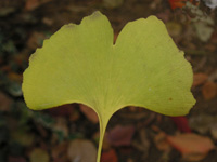 写真「イチョウの木」
