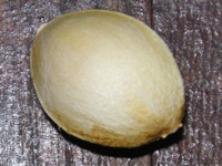 写真「イチョウの木」