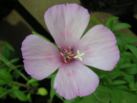 写真「ゴデチア〔godetia〕の花」