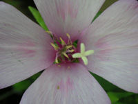 写真「ゴデチア〔godetia〕の花」