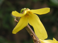 �����M���E�̉�