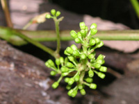 写真「ブドウ〔葡萄〕の花」