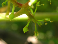 写真「ブドウ〔葡萄〕の花」