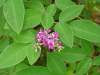 ハギ〔萩〕の花（写真）