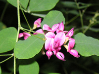 ハギ〔萩〕の花（写真）