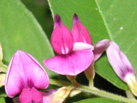 ハギ〔萩〕の花（写真）