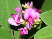 ハギ〔萩〕の花（写真）