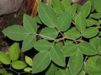 ハギ〔萩〕の花（写真）